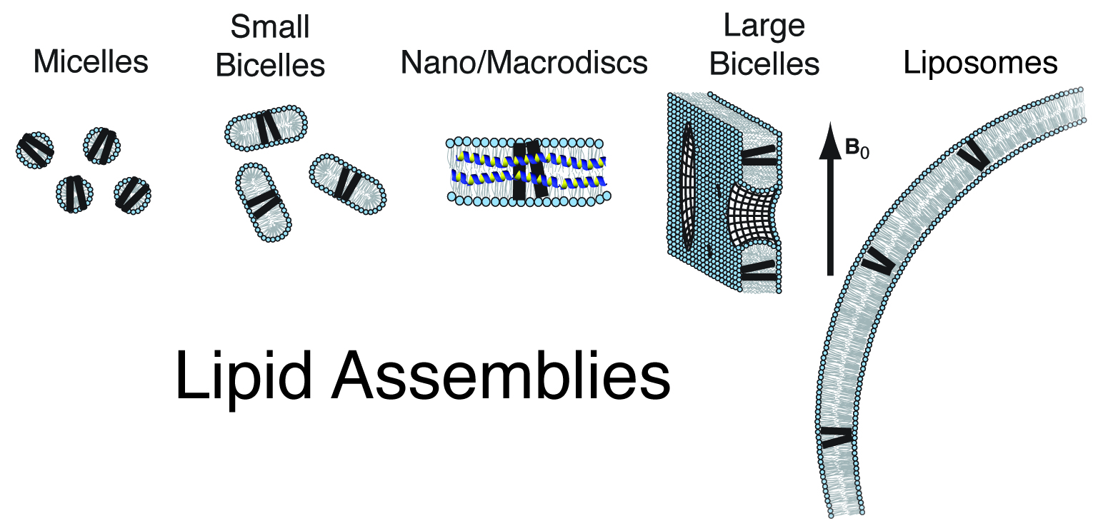 Lipid Assemblies