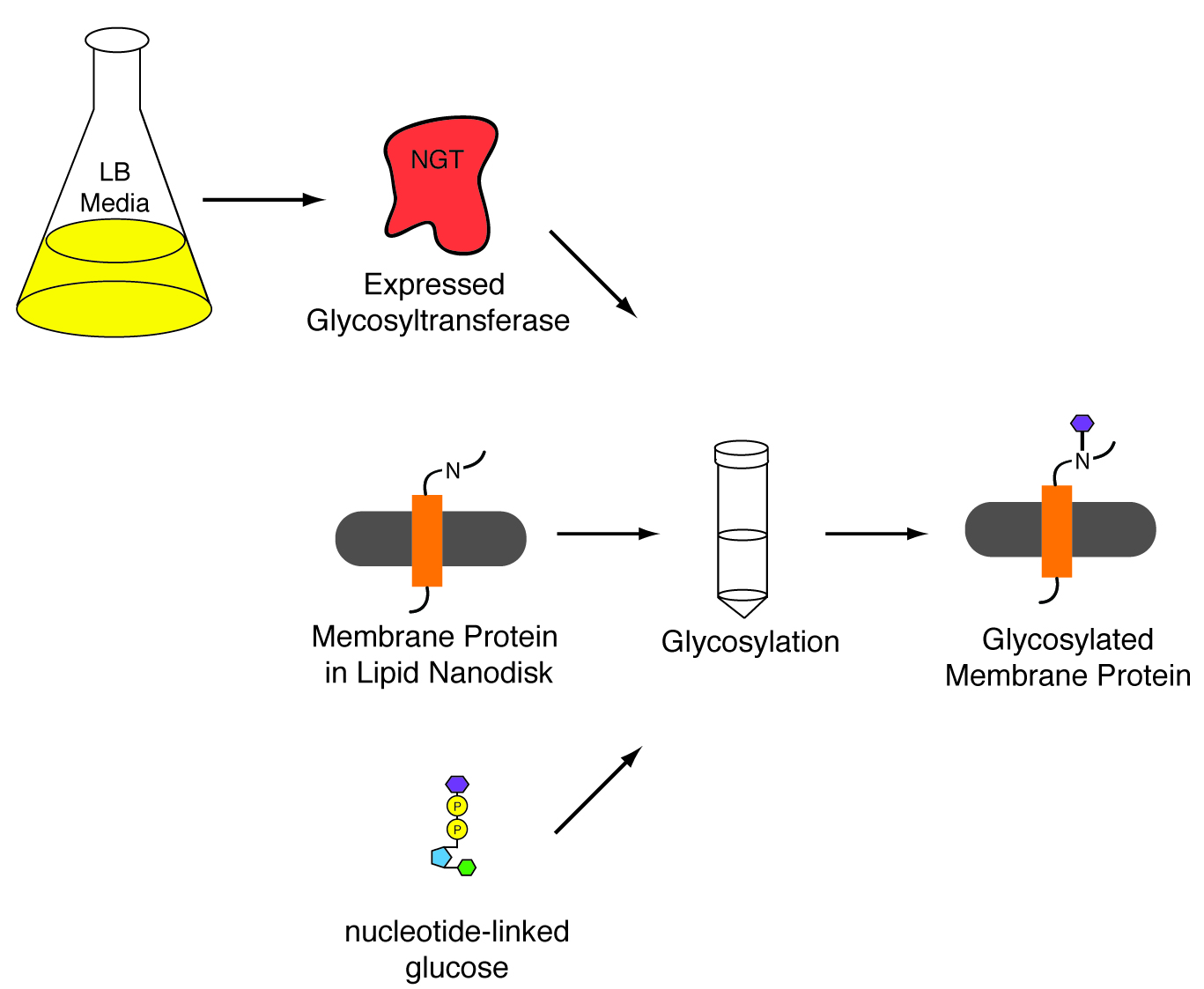 Protein Glycosylation